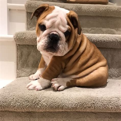 affordable english bulldogs for sale